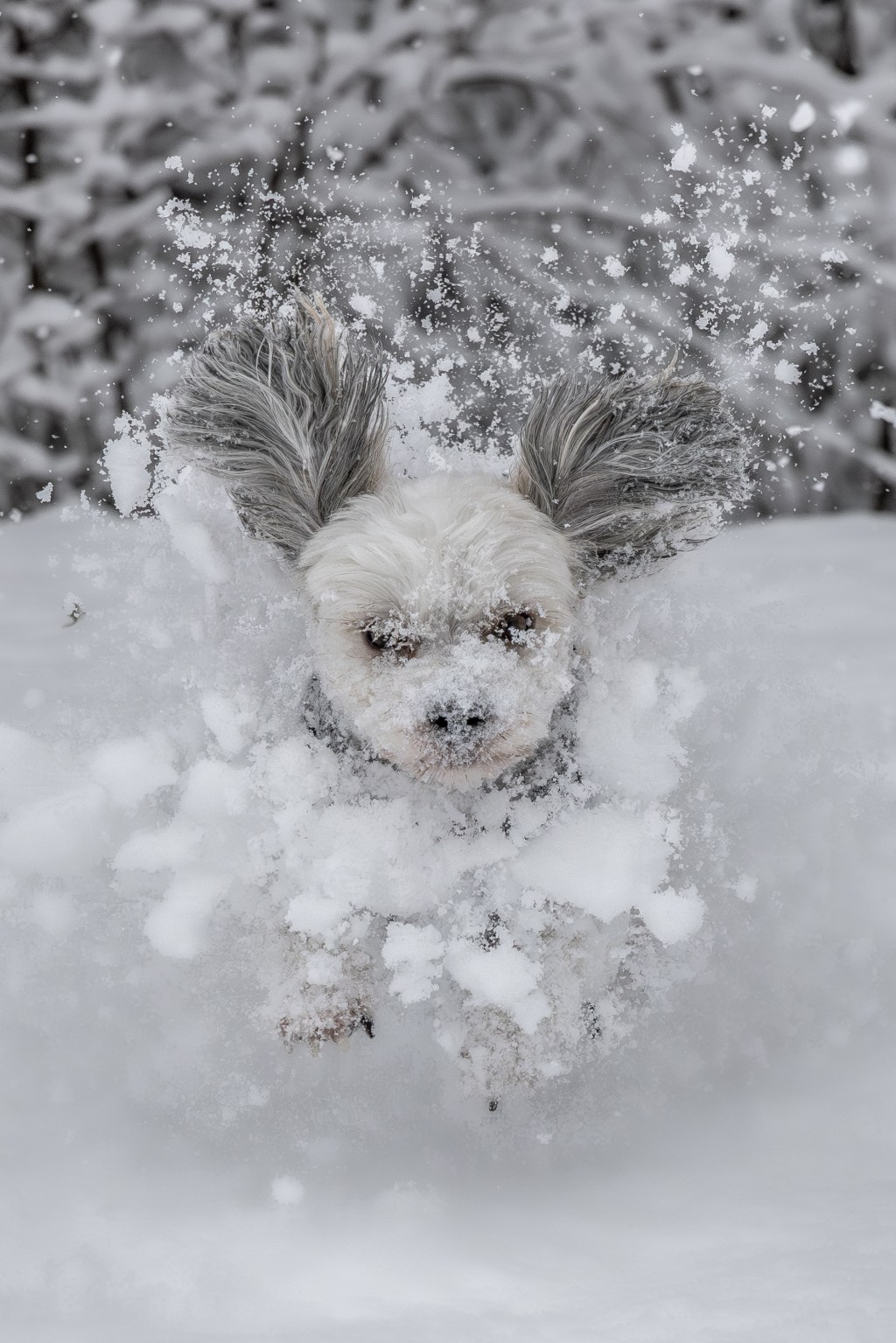 Hunde in Bewegung&nbsp;fotografieren